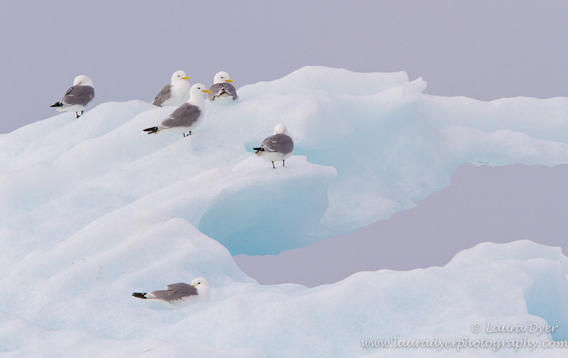 Kittiwakes on a glacier Ice Floe