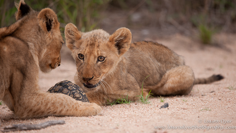 Lion cubs with tortoise