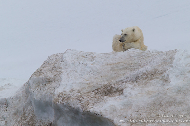 Looking out - Svalbard