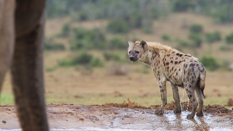 Hyena and elephant - Hyena
