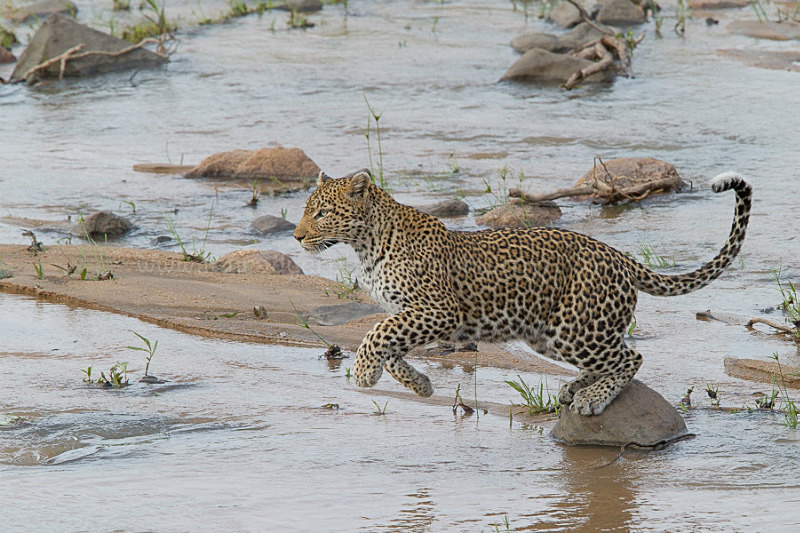 Leopard leap - Leopards