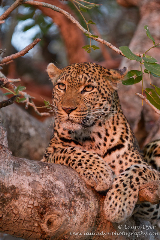 Sausage tree at first light - Leopards