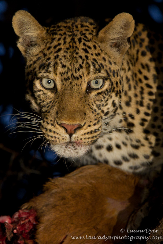 Leopard portrait with kill