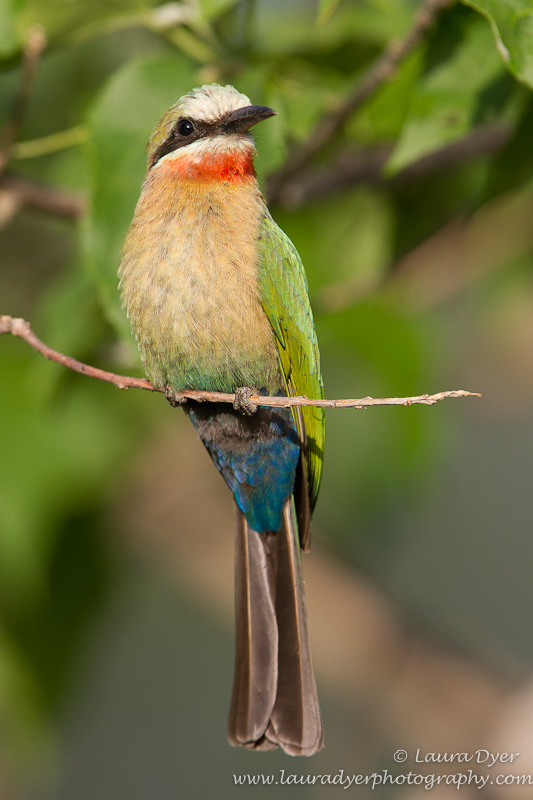 White- fronted Bee-eater portrait