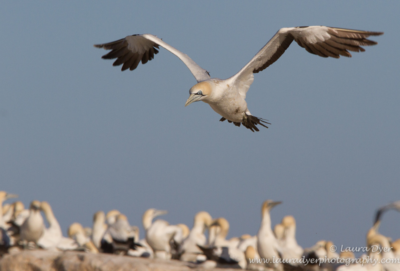 Cape Gannet at Lamberts Bay