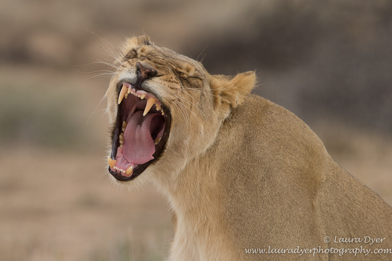 Lioness yawn - Lions