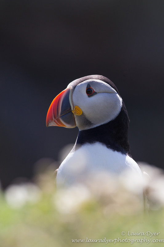 Sitting pretty - Seabirds