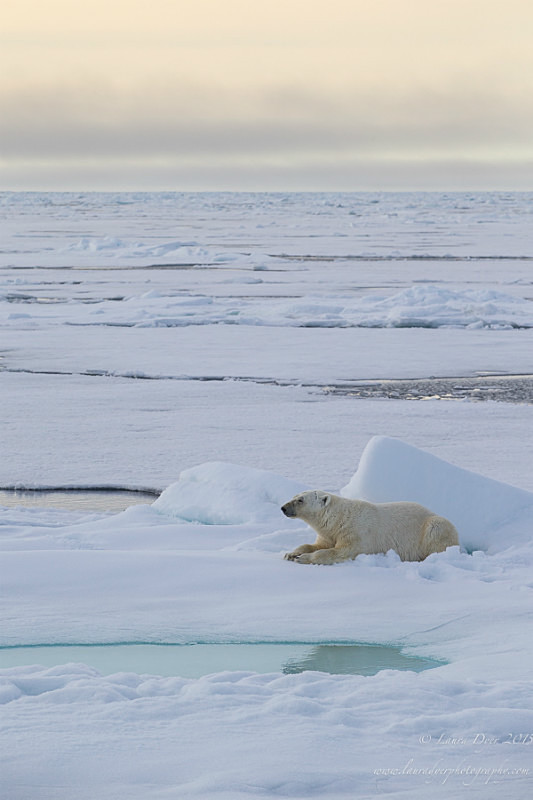 Polar bear in the pack ice - Svalbard