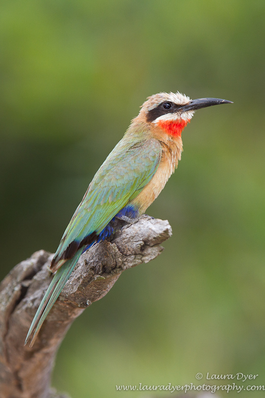 White- Fronted Bee- eater portrait