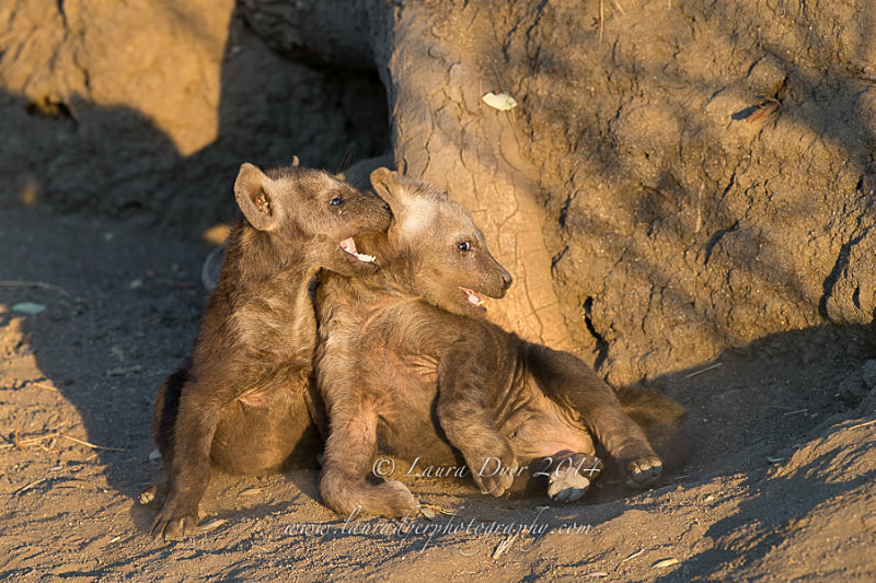 Playful cubs - Hyena