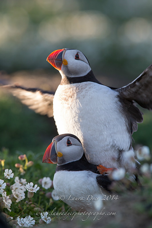 Mating puffins - Seabirds