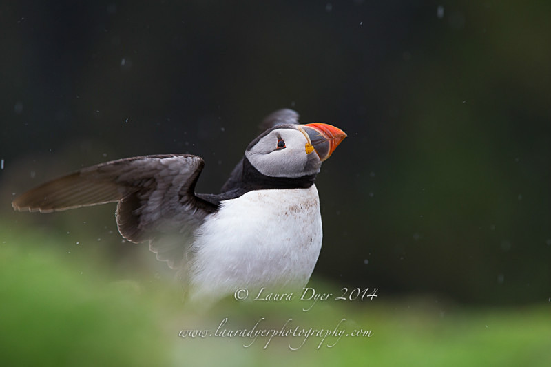 Puffin in the rain - Seabirds