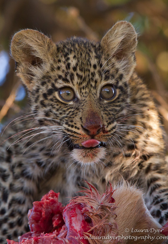 Leopard cub on kill