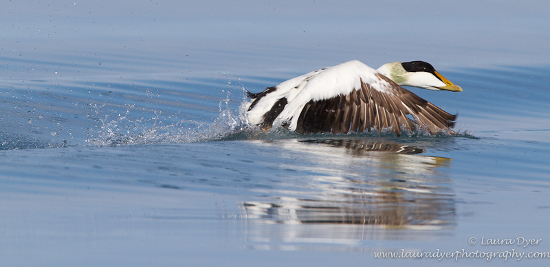 Male Eider Duck Take-off