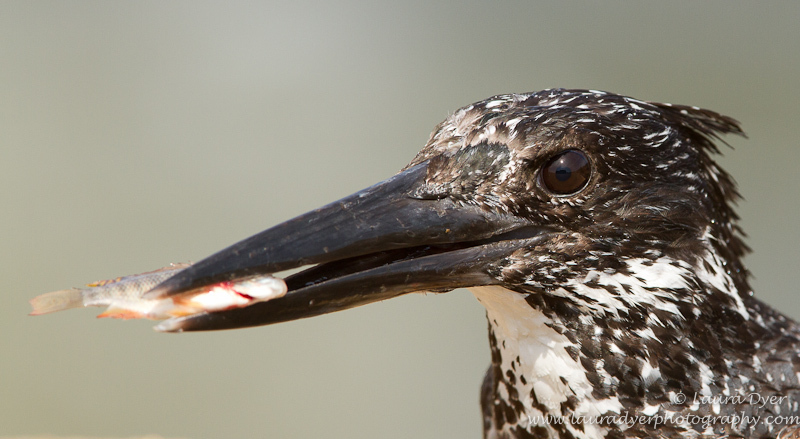 Giant Kingfisher with kill - Birds of Africa