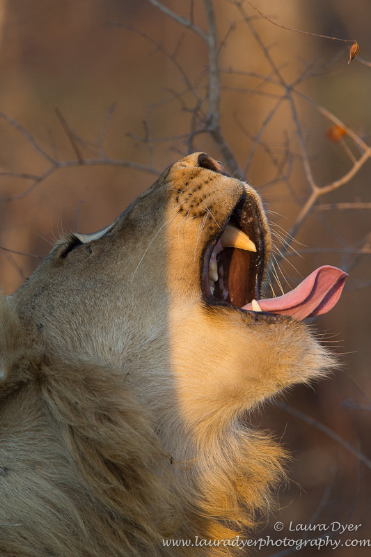 Yawning lion - Lions