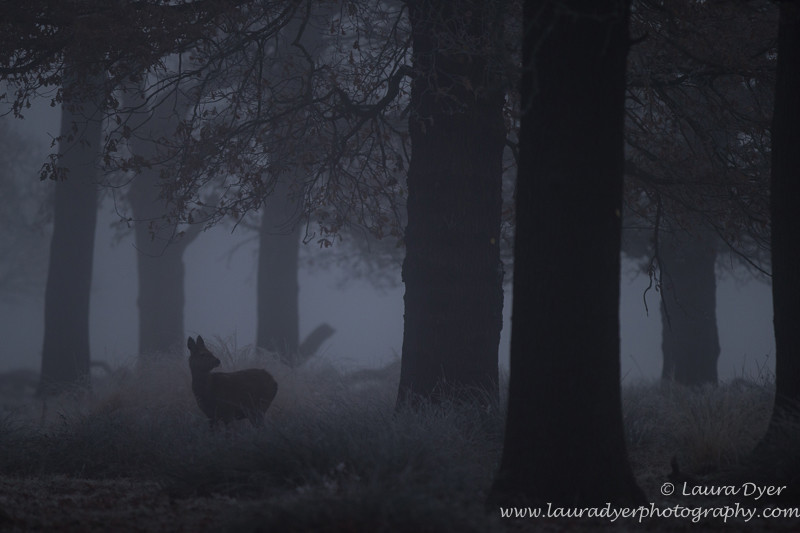 Doe in the mist - British Wildlife