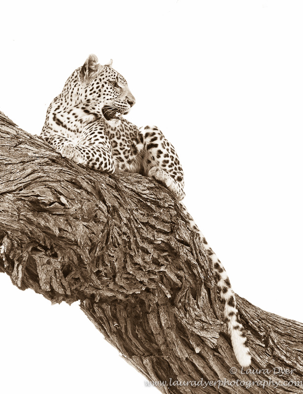 Leopard in a tree in Botswana