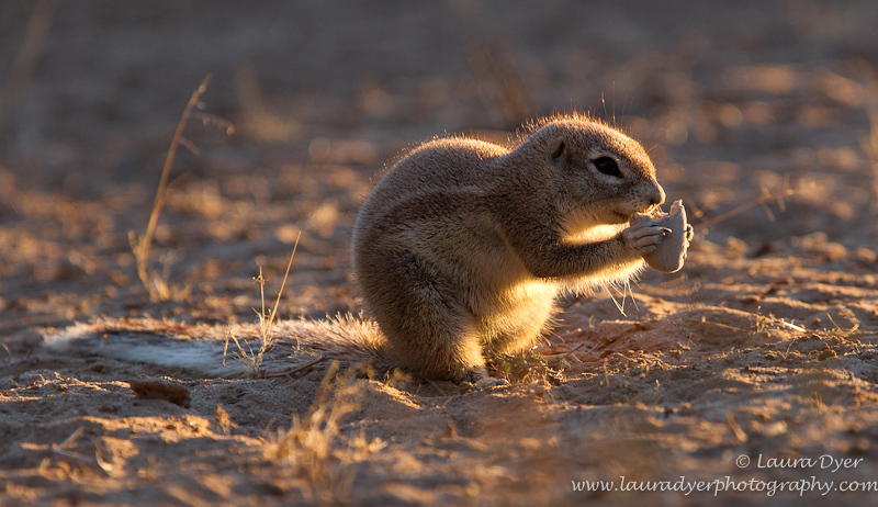 Late night snack - African Mammals