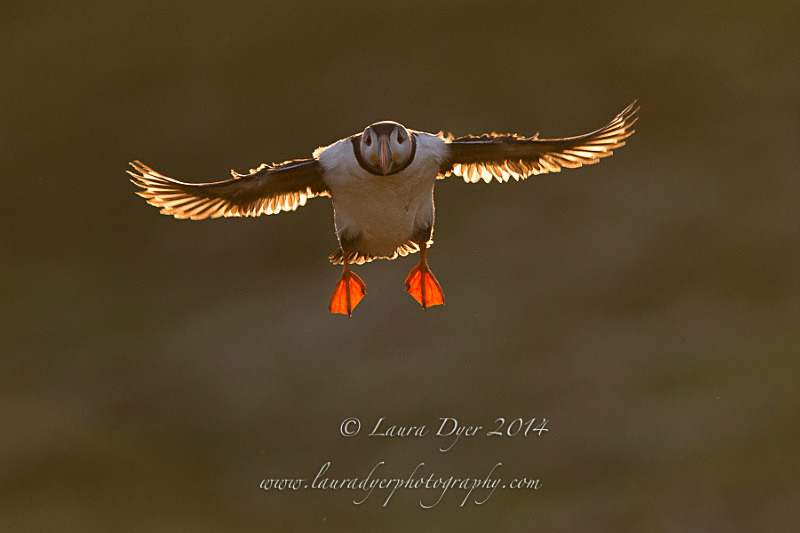 Backlit flight - Seabirds
