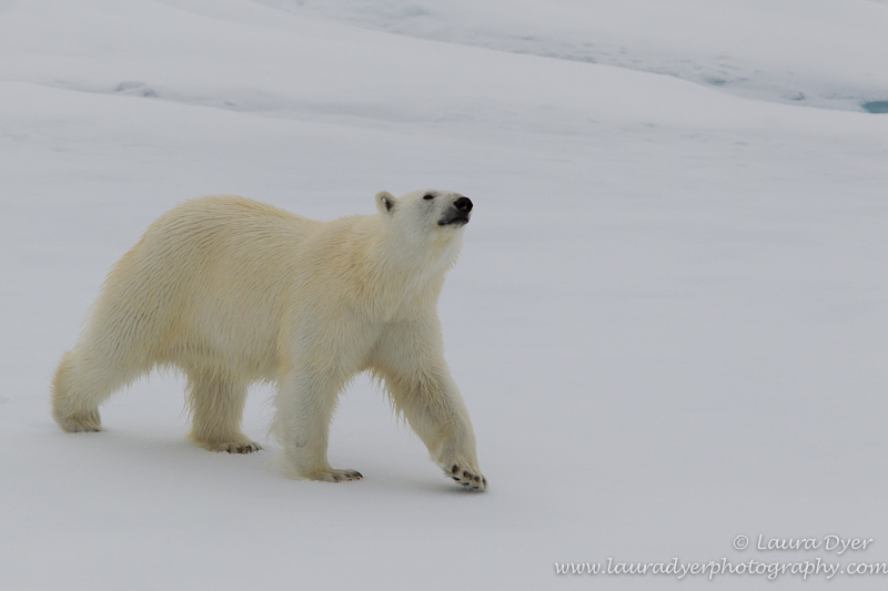Polar bear inspecting the ship - Svalbard