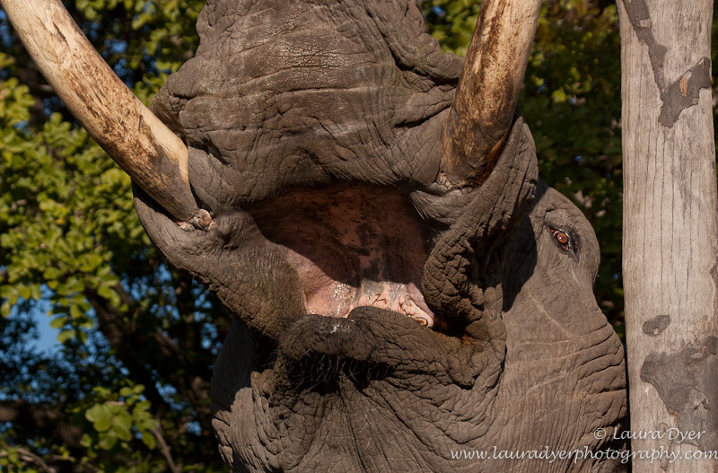 Elephant mouth - African Mammals