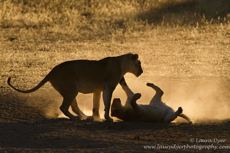 Playful lioness - Lions