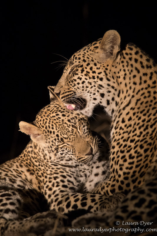 Bonding time - Leopards