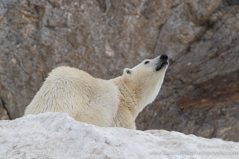 Pointing bear - Svalbard