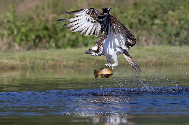 Osprey with catch - British Wildlife