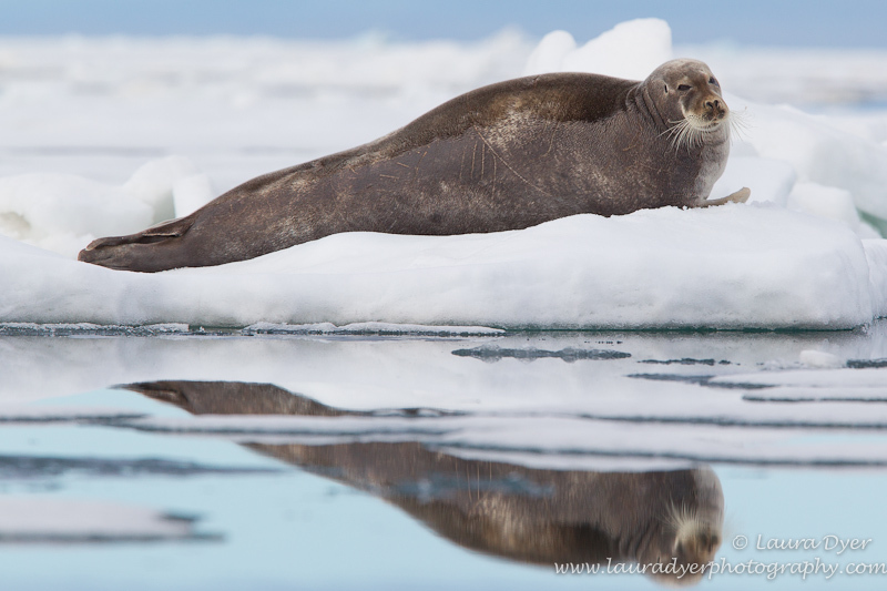 Bearded seal on iceberg - Svalbard
