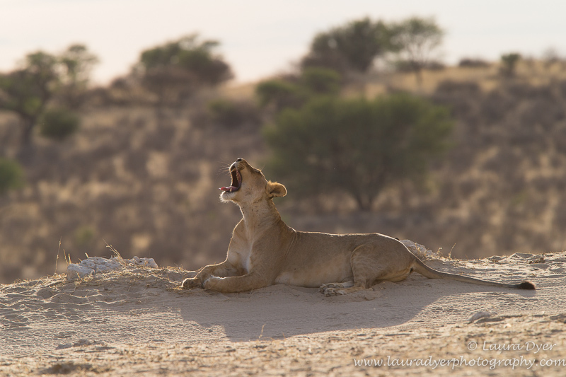 Yawning lioness early morning - Lions