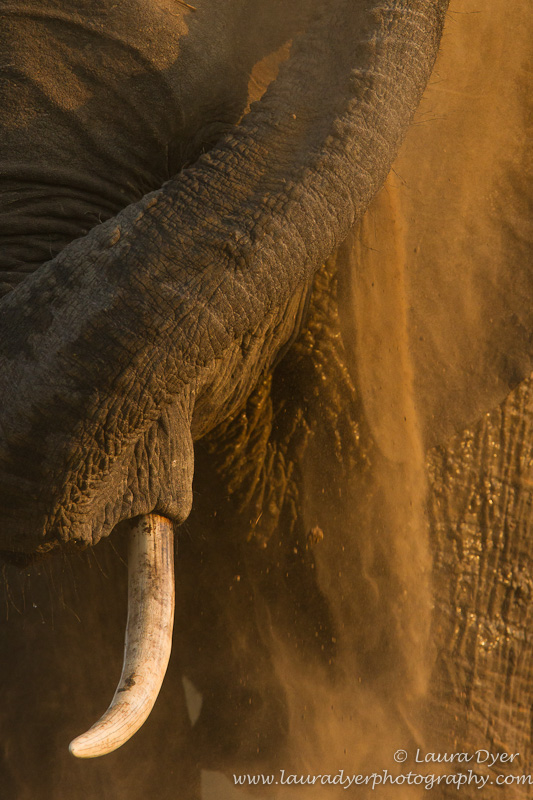 Elephant dustbath