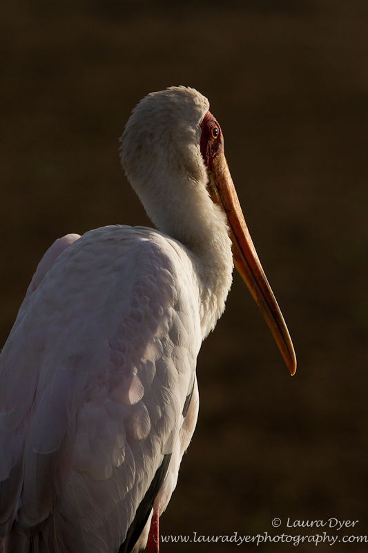 Yellow- Billed Stork at sunset