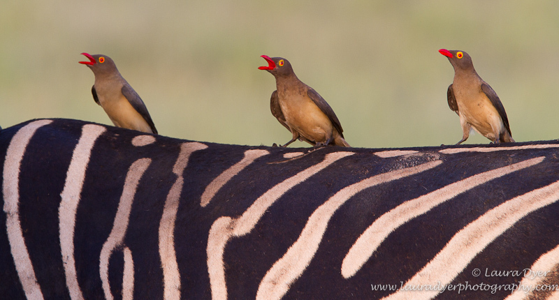 Red-Bileld Oxpecker trio on zebra