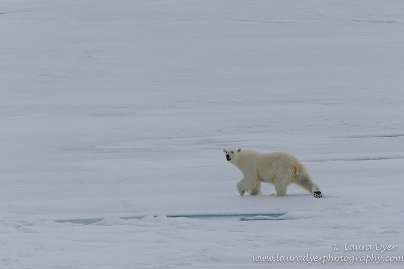 Arctic bear-scape - Svalbard