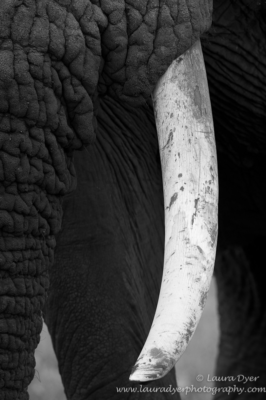 Elephant Tusk