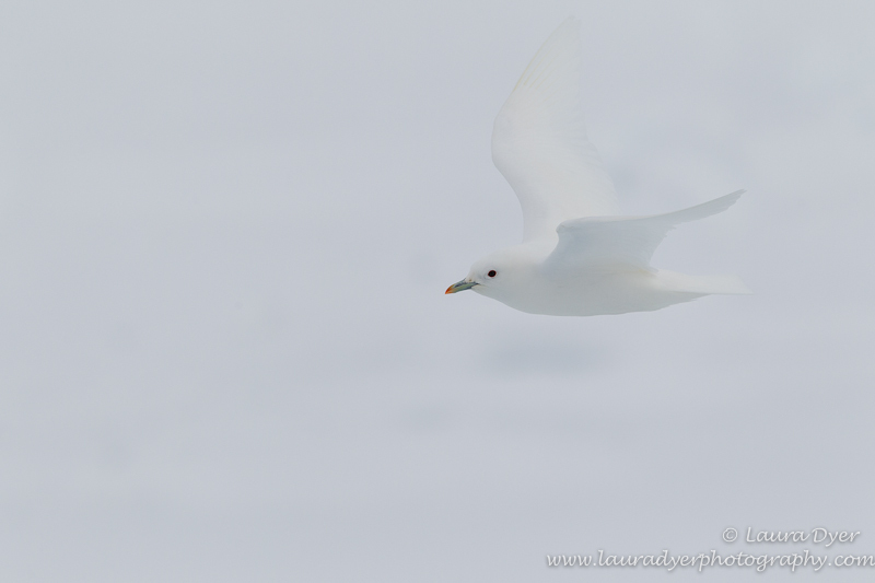 Ivory Gull in white - Svalbard
