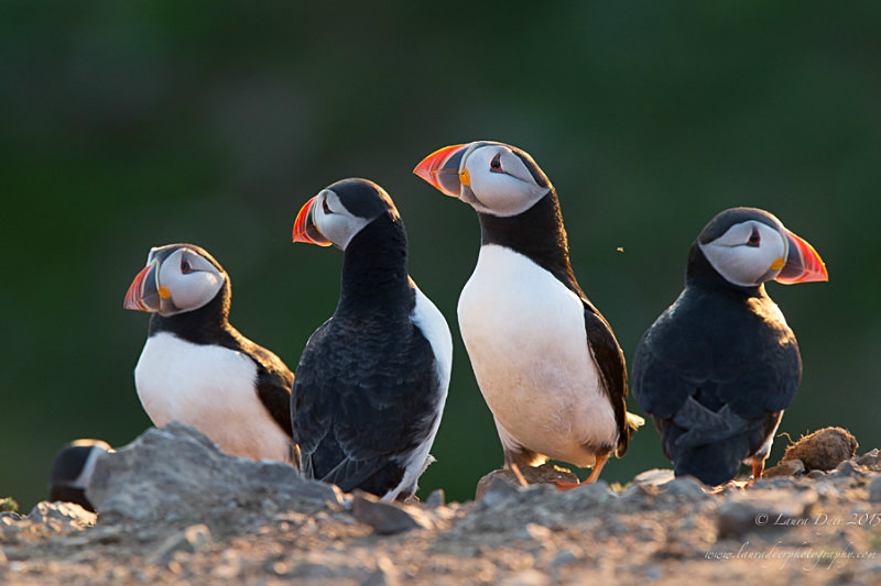 Puffin gathering - Seabirds