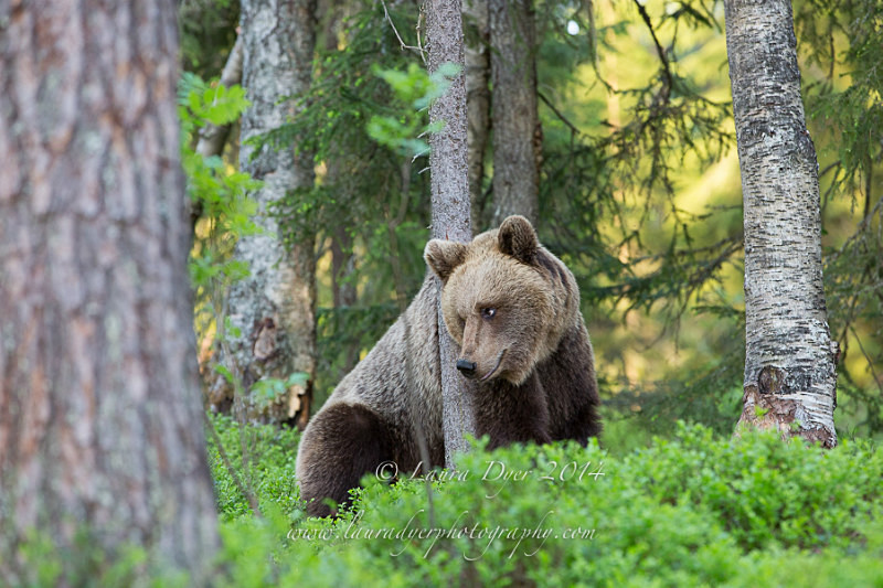 Forest bear - Finland