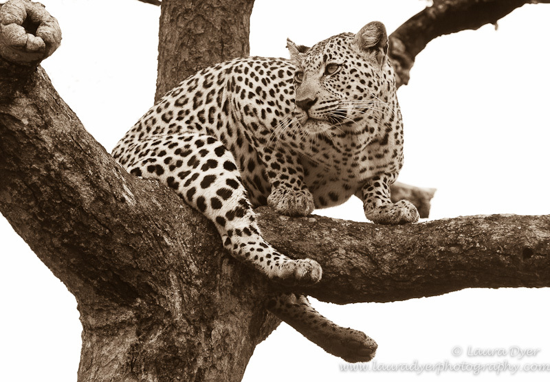 Leopard in a tree