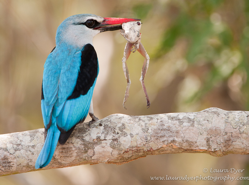 Woodlands Kingfisher with frog kill
