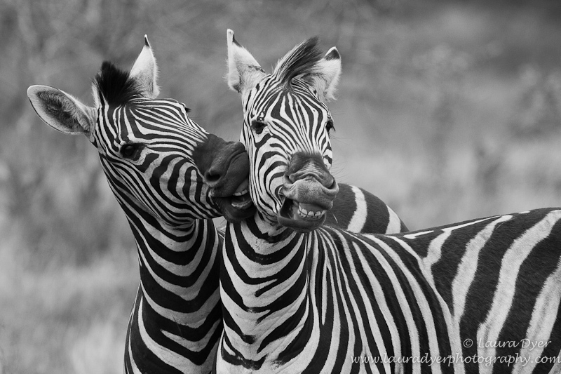 Zebra Stallion play-fight