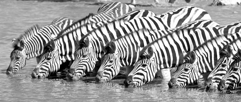 Drinking zebra herd