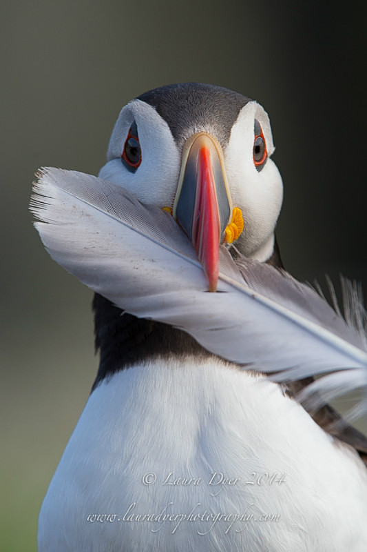 Puffin with feather - Seabirds