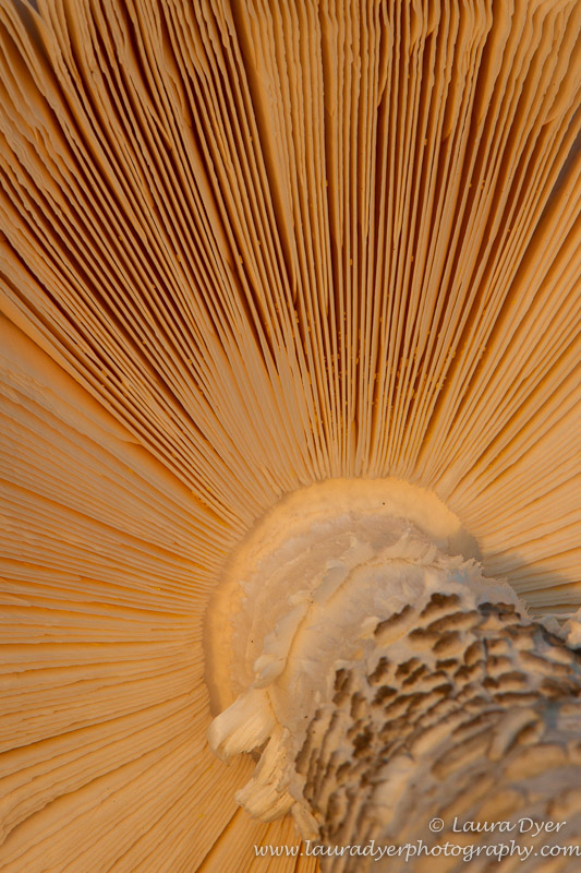 Mushroom abstract at sunset