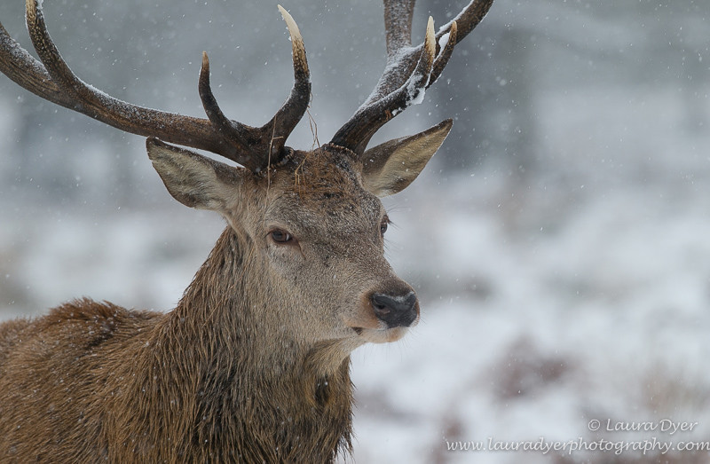Stag portrait - British Wildlife