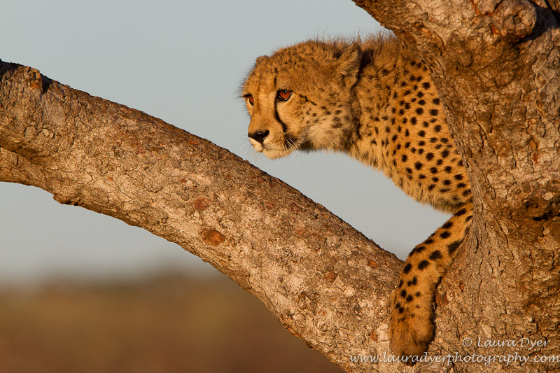 Cheetah lookout - Cheetah
