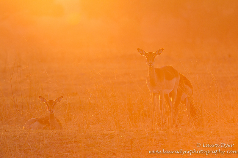 Springbok at sunrise