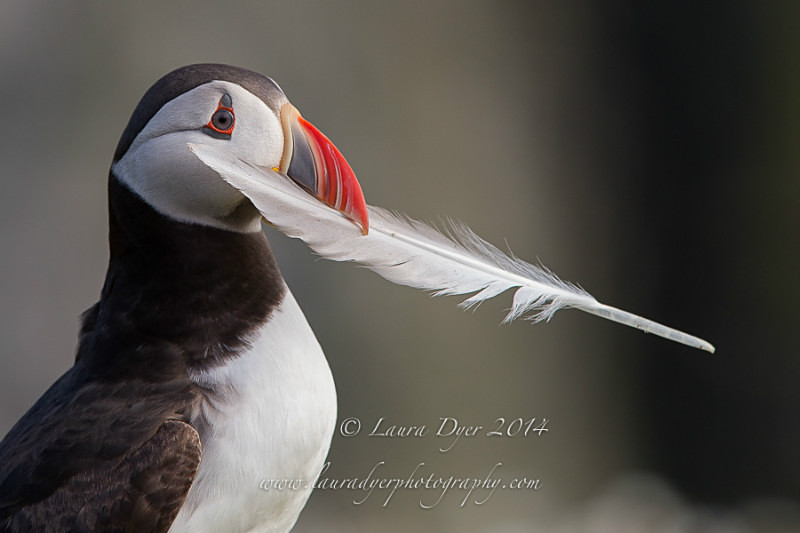 Puffin with feather gift - Seabirds